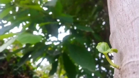 Leaves Being Blown by the Wind on a farm in Kenya Stock Footage 133005618