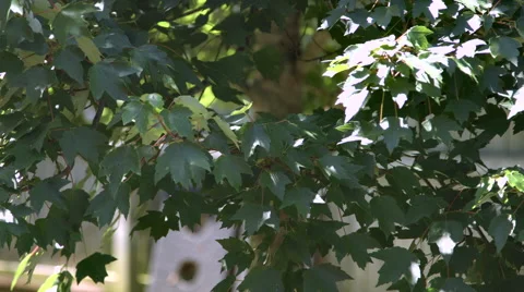 Leaves being blown in the wind Stock Footage 59827741