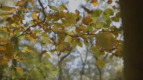 Leaves being knocked from tree Stock Footage 116563723