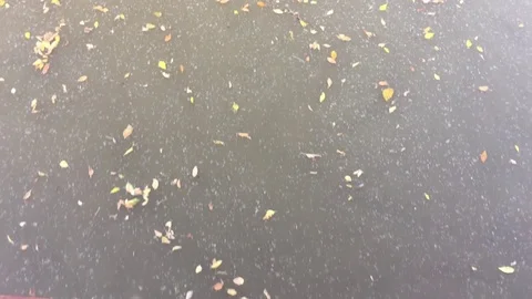 Leaves Below Passing by in River Vidéo 80845781