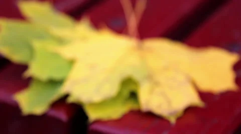Leaves on the bench Stock-Footage 31033228