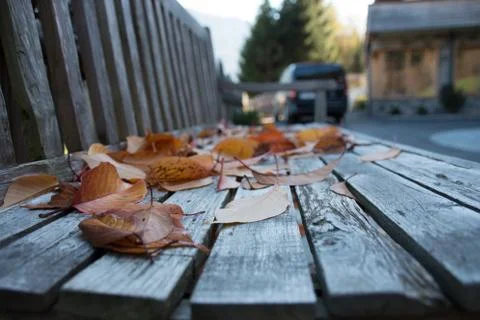 Leaves on a bench Stock Photos