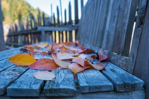 Leaves on a bench. Stock Photos