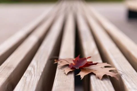 Leaves on the bench Stock Photos