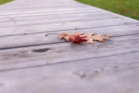 Leaves on the bench. Stock Photos
