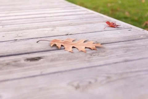 Leaves on the bench Stock Photos