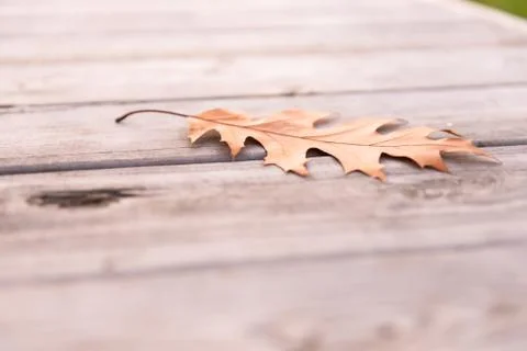 Leaves on the bench Stock Photos