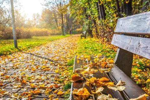 Leaves on bench Stock Photos