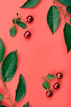 Leaves, berries of cherry tree on red background Stock Photos
