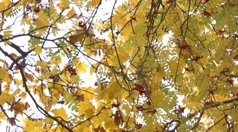 Leaves berries tree by dwking Video stock 12502634