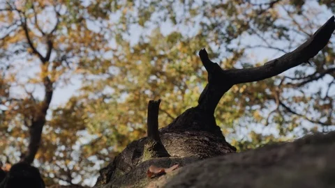 Leaves on big tree in sunlights Stock Footage 83319467