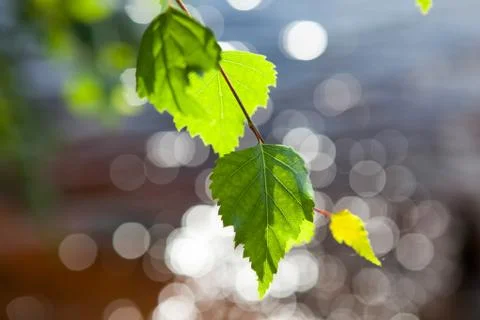 Leaves of birch in deep forest Stock Photos