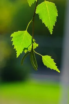 Leaves of birch Stock Photos