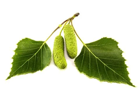 Leaves of birch Stock Photos