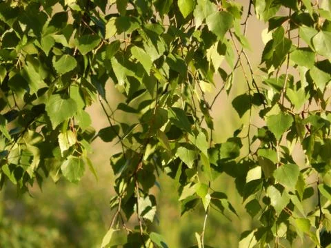 Leaves of birch Stock Photos