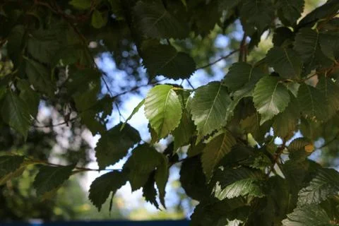 Leaves of birch Stock Photos