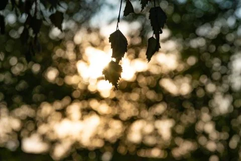 Leaves of a birch tree in the backlight Stock Photos