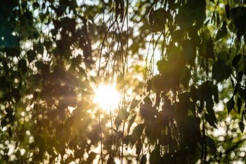 Leaves of a birch tree in the backlight Stock Photos