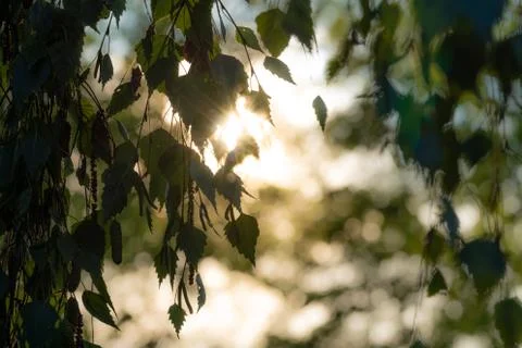 Leaves of a birch tree in the backlight Stock Photos