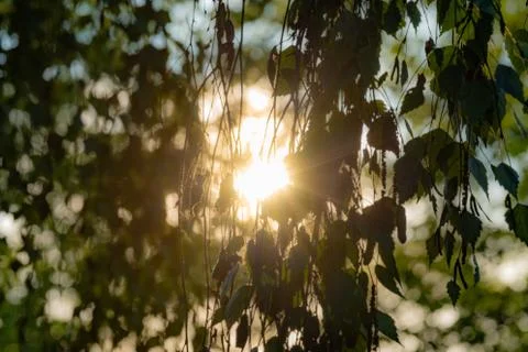 Leaves of a birch tree in the backlight Foto stock