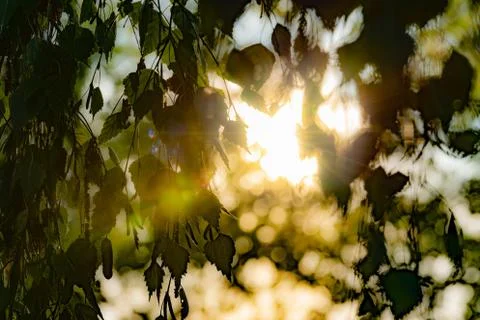 Leaves of a birch tree in the backlight Foto stock