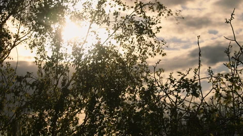 Leaves of birch tree swaying in the wind.birch leaves at sunset Video stock 131047604