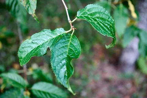 Leaves of bird cherry tree or Prunus maackii, also Padus maackii. Prunus ma.. Stock Photos