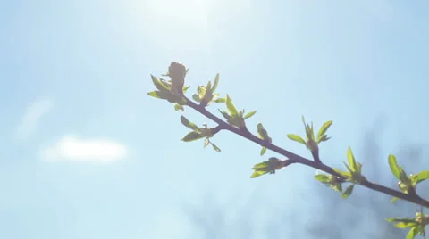 Leaves of a bird-tree and blue sky with clouds 库存影片 37559532