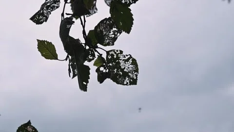 Leaves bitten by midges are seen moving gently in the wind against a cloudy sky Видео 344667799