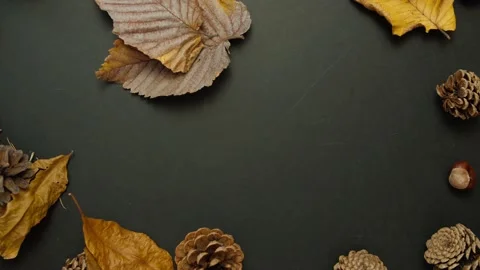 Leaves On A Black Background Stock Footage 169874212