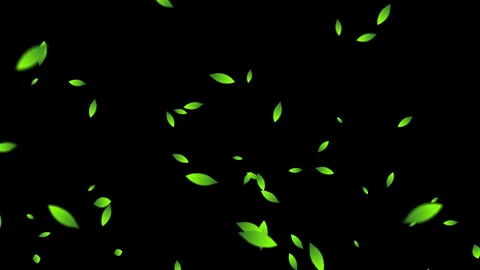 Leaves on Black Background Stock Footage 287594531