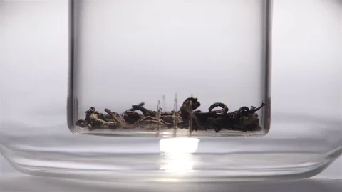 Leaves of black leaf tea are brewed in transparent teapot Stock Footage 73769399