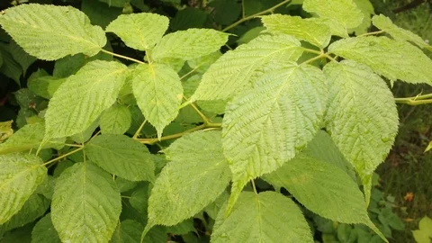 Leaves of Blackberry Vídeo Stock 97270750