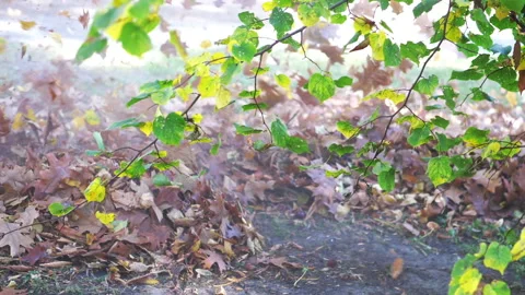 Leaves in a blast of wind made by a leaf blower in slow motion 180fps 스톡 동영상 134828204