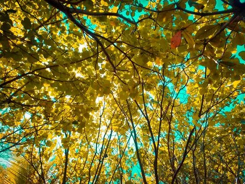Leaves blend in with the clouds Foto stock