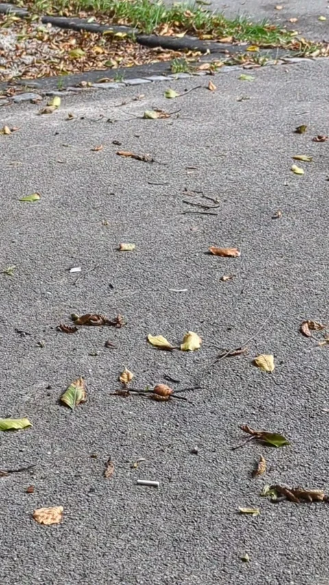 Leaves bloved by the wind on the ground Stock Footage 259313916