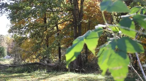 Leaves blow in breeze in front of a forested area Stock Footage 44446967