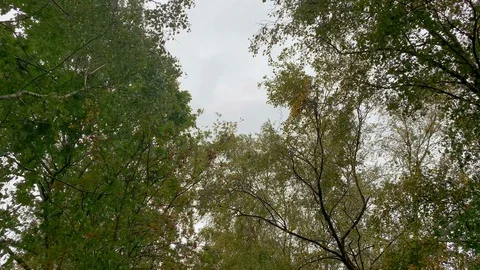 Leaves blow in the wind during a small storm. The sky is covered by clouds. Stock Footage 116986427