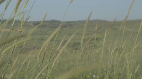 Leaves blow in the wind 스톡 동영상 43873522