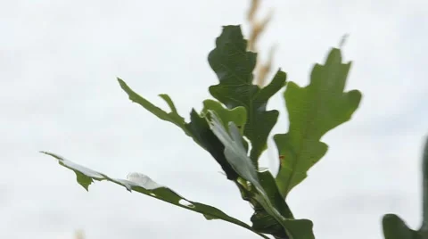 Leaves Blowing Close Up Stock Footage 52756927