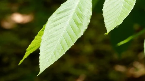 Leaves Blowing Stock Footage 121914186