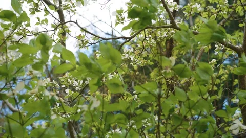 Leaves blowing Stock Footage 128784508