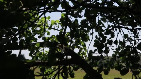 Leaves blowing 스톡 동영상 131706951