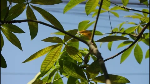 Leaves blowing. Stock Footage 247814319