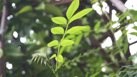 Leaves blowing Stock Footage 301243456