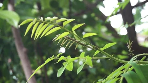 Leaves blowing Video stock 301244314