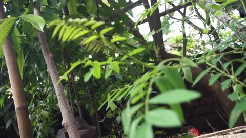 Leaves blowing Stock Footage 301244383