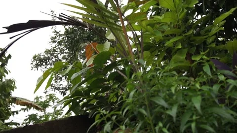 Leaves blowing Stock Footage 301244502