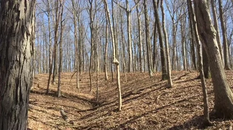 Leaves Blowing in a Forest Video stock 65502636