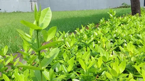 Leaves blowing in the garden Stock Footage 237212506